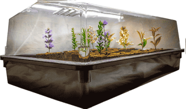 Prop 64 Heavy Duty Perspex Large Propagation Box - Hydroponic Solutions