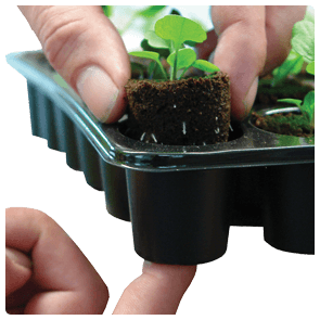 ROOTiT 24 Cell Filled Propagation Insert and Tray - Hydroponic Solutions