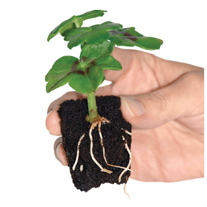 ROOTiT Natural Rooting Sponge Propagation Kit - Hydroponic Solutions